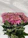 Vollsortiment - Chrysantheme HORNBILL DARK